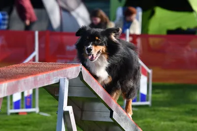 Hund av okänd ras går på en balansbom