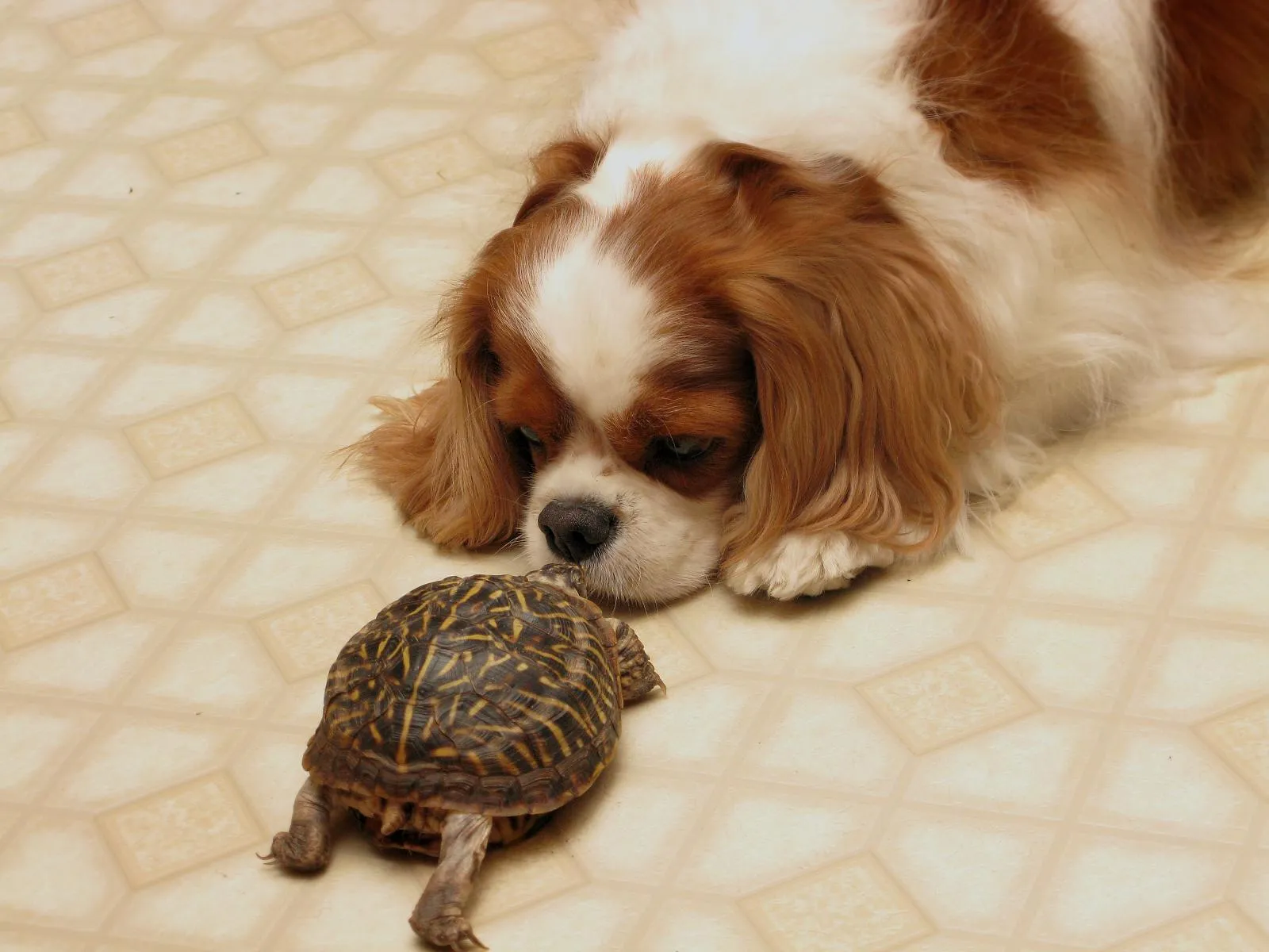 Rödvit Cavalier King Charles Spaniel nosar på en sköldpadda
