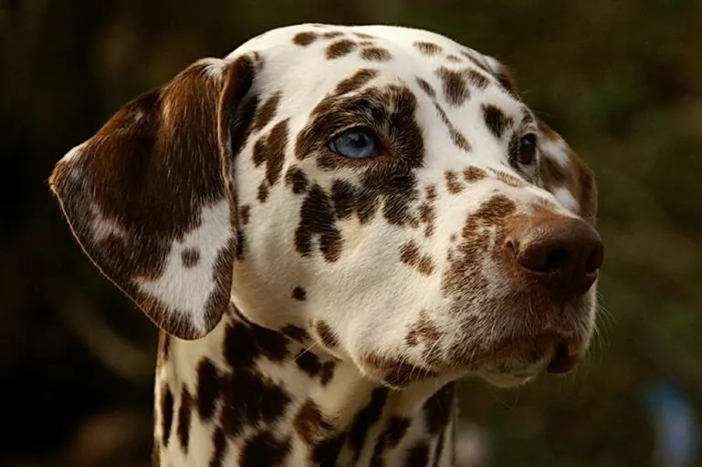 En Dalmatiner med ett blått öga samt leverfärgade prickar