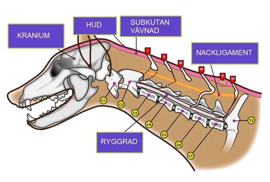 Illustration som visar olika grader av dermoid sinus hos Rhodesian Ridgeback