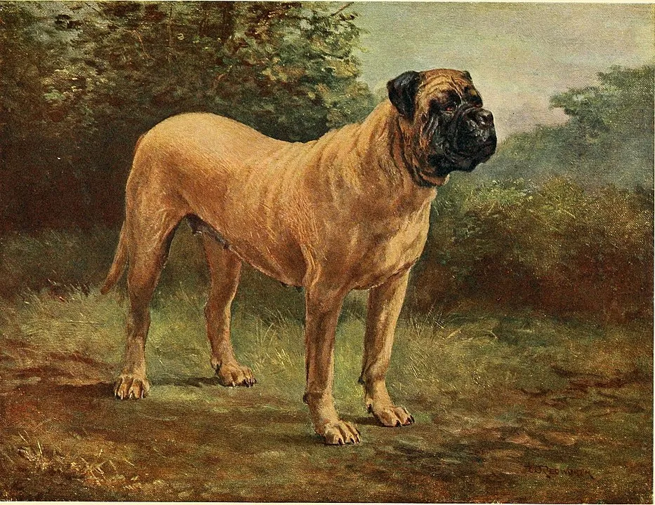 Målning av aprikosfärgad Engelsk Mastiff