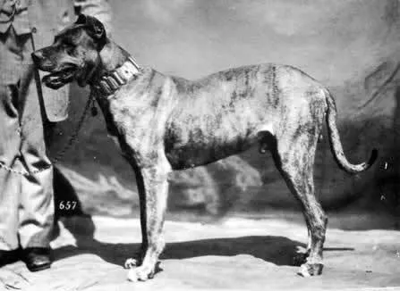 Historisk Grand Danois - så kallad kammarhund