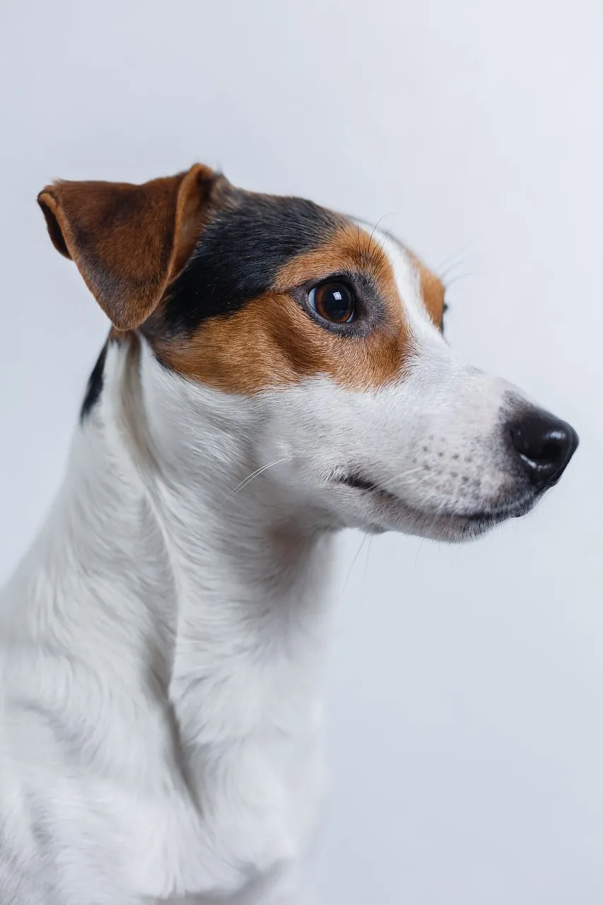 Jack Russell Terrier med svarta och bruna fläckar