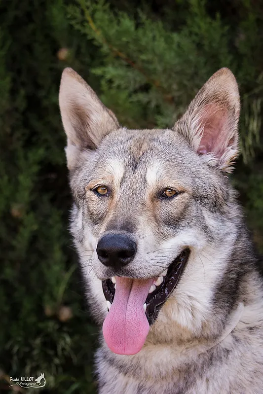 Porträtt av varggrå Saarloos wolfhond