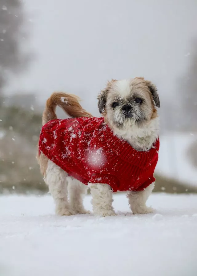 En vit och brun Shih Tzu i en röd tröja står ute i snön
