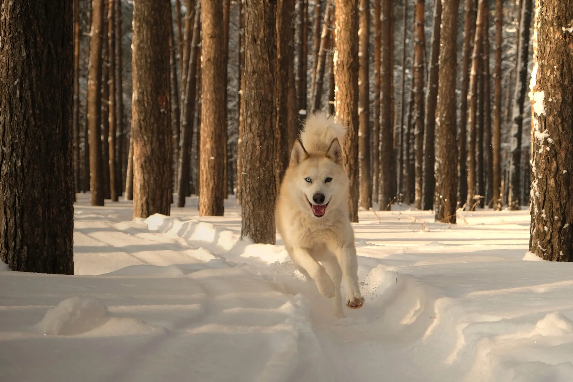 Vit Siberian Husky som springer i snön
