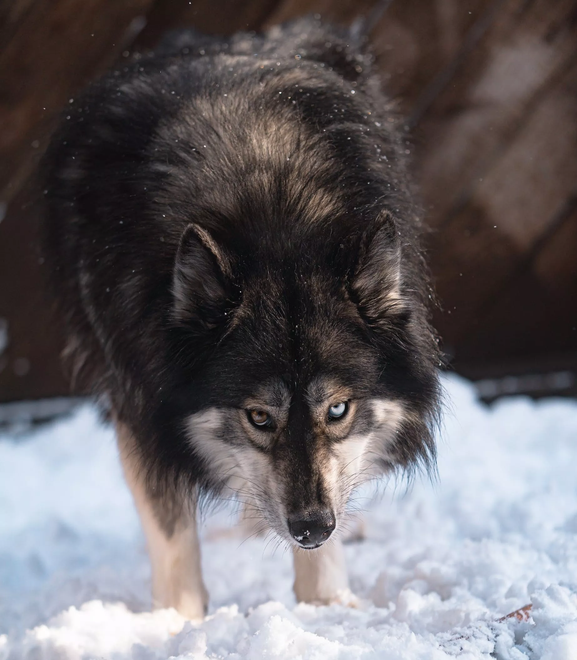 Mörkgrå Finsk Lapphund med ett brunt och ett blått öga